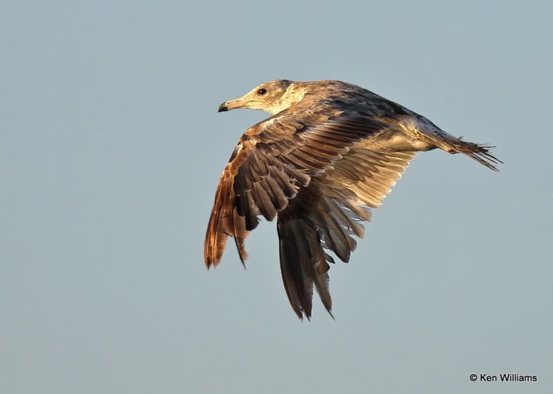 California Gull 2nd cycle, Wagoner Co, OK, 7-26-20, Jps_58814.jpg