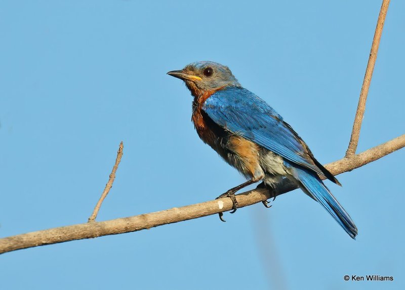 Eastern Bluebird male, Wagoner Co, OK, 7-26-20, Jps_58887.jpg