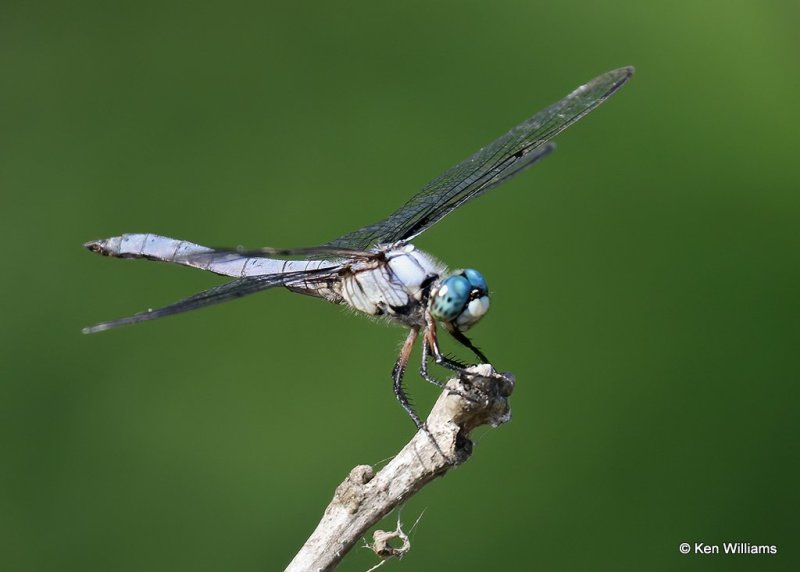 Great Blue Skimmer male, Wagoner Co, OK, 7-26-20, Jps_58958.jpg