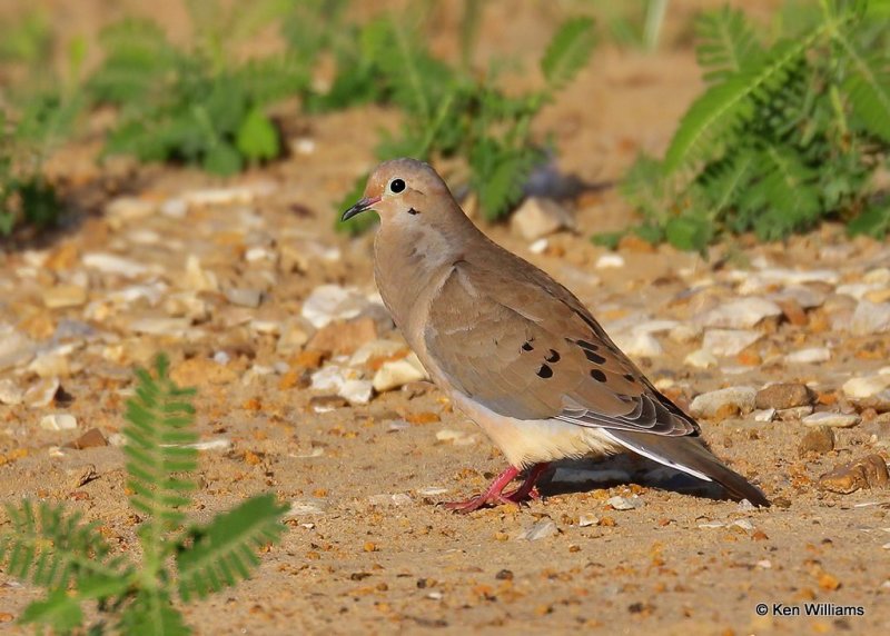 Mourning Dove, Wagoner Co, OK, 7-26-20, Jps_58903.jpg