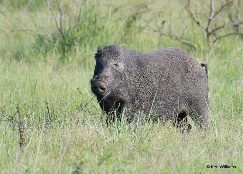 Wild Hog boar, Wagoner Co, OK, 7-26-20, Jps_58930.jpg