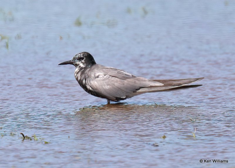 Black Tern, Tulsa Co, OK, 7-30-20, Jps_59216.jpg