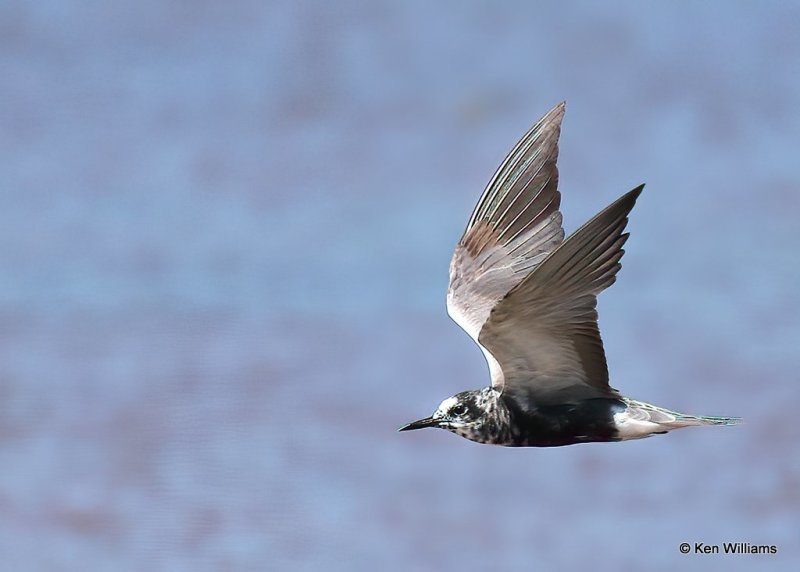 Black Tern, Tulsa Co, OK, 7-30-20, Jps_59232.jpg