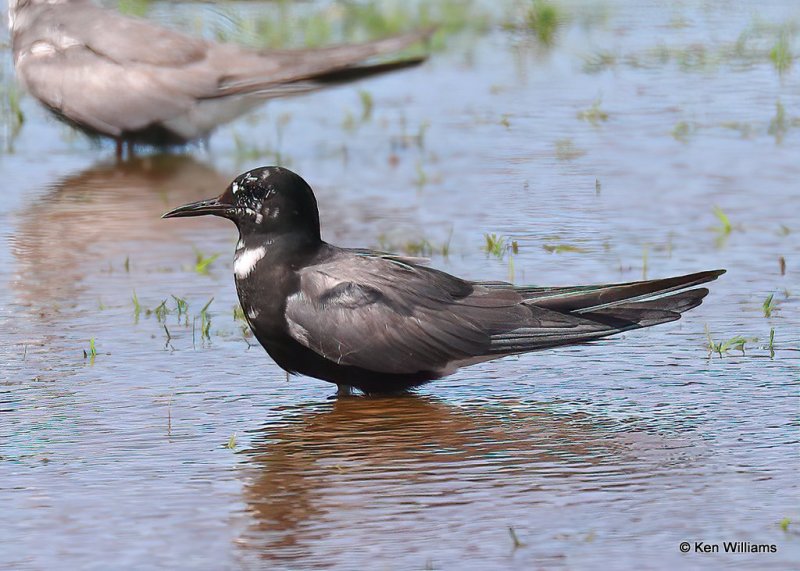 Black Tern, Tulsa Co, OK, 7-30-20, Jps_59241.jpg