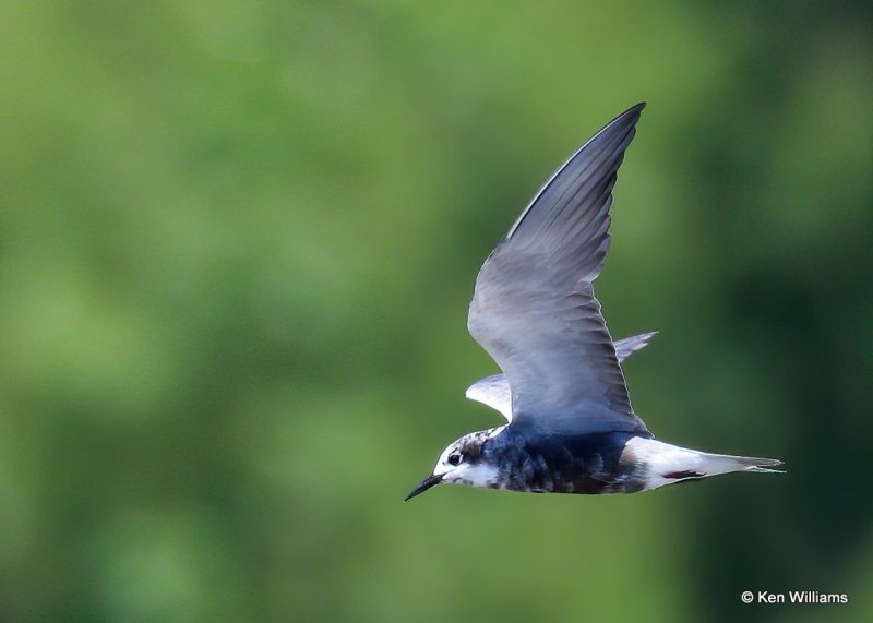 Black Tern, Tulsa Co, OK, 7-30-20, Jps_59325.jpg