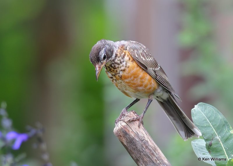 American Robin juvenile, Rogers Co. yard, OK, 8-6-20, Jps_59412.jpg