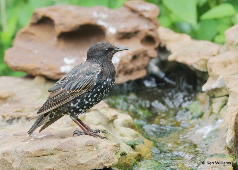 European Starling nonbreeding adult, Rogers Co. yard, OK, 8-6-20, Jps_59403.jpg