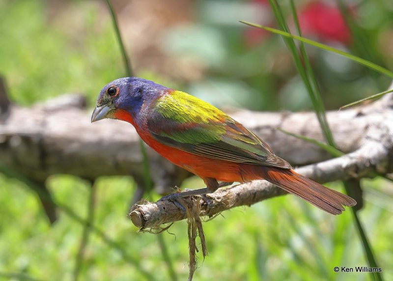 Painted Bunting male, Rogers Co yard, OK, 7-26-20 Jps_59066.jpg