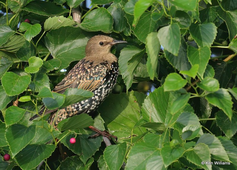 European Starling juvenile, Tulsa Co, OK, 8-12-20, Jps_59526.jpg