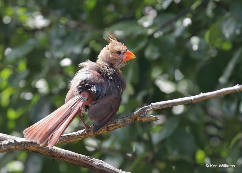 Northern Cardinal juvenile, Rogers Co. yard, OK, 8-6-20, Jps_59482.jpg