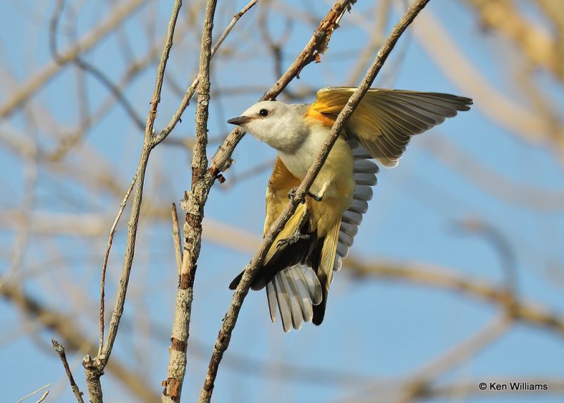 Scissor-tailed Flycatcher, Tulsa Co, OK, 8-12-20, Jps_59591.jpg