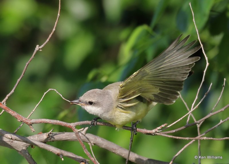 Western Kingbird, Tulsa Co, OK, 8-12-20, Jpa_59698.jpg