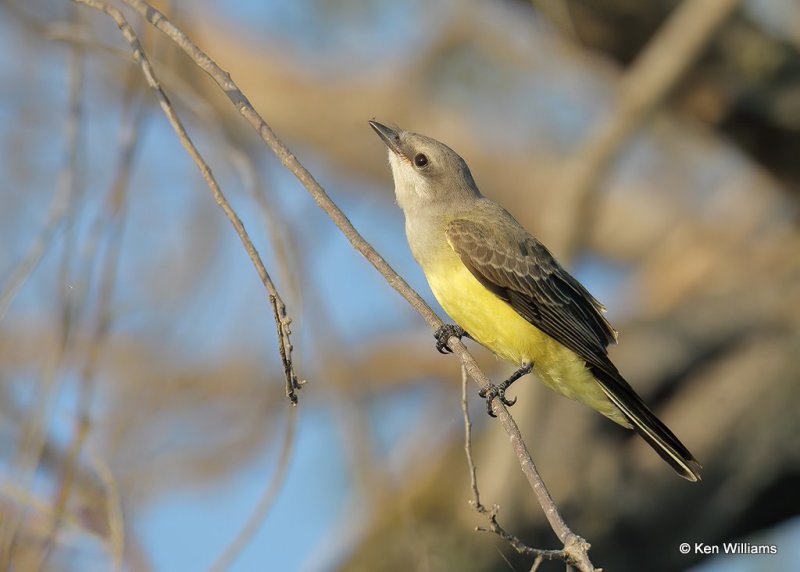 Western Kingbird, Tulsa Co, OK, 8-12-20, Jps_59647.jpg