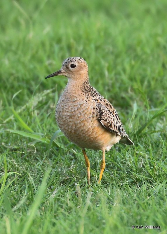 Buff-breasted Sandpiper, Wagoner Co, OK, 8-14-20, Jps_59932.jpg