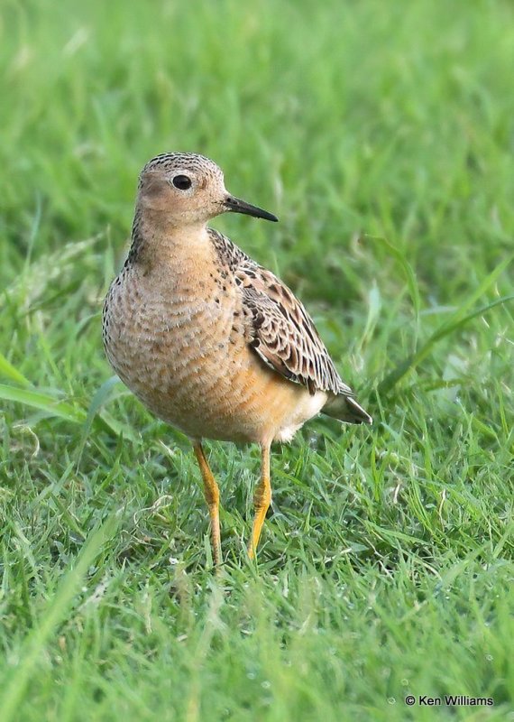 Buff-breasted Sandpiper, Wagoner Co, OK, 8-14-20, Jps_59934.jpg