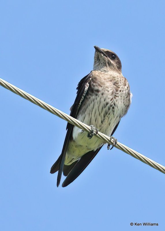 Purple Martin juvenile, Tulsa Co, OK, 8-14-20, Jps_60066.jpg