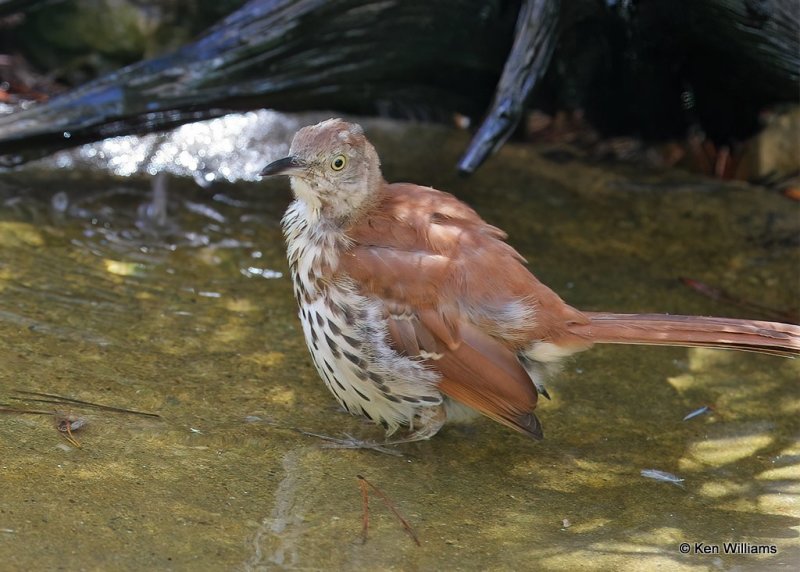 Brown Thrasher juvenile, Rogers Co yard, OK, 9-5-20, Jps_60946.jpg