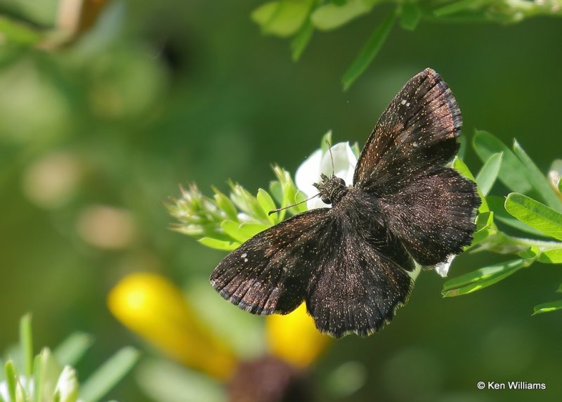 Hayhurst's Scollopwing male, Below Fort Gibson Dam, Cherokee Co. OK, 9-4--20, Jps_60743.jpg