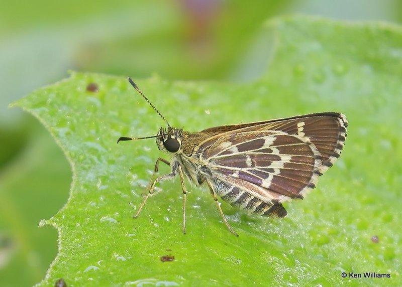 Lace-winged Road-side Skipper, below Fort Gibson Dam, Cherokee Co, OK, 9-4-20, Jps_60665.jpg