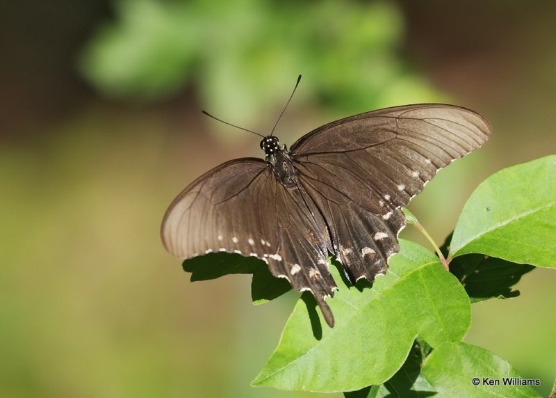 Pipevine Swallowtail, Below Fort Gibson Dam, Cherokee Co. OK, 9-4--20, Jpa_60659.jpg