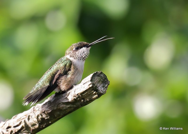 Ruby-throated Hummingbird immature male, Rogers Co yard, OK, 8-31-20, Jps_60409.jpg