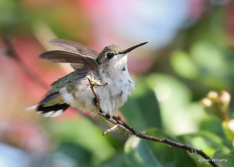 Ruby-throated Hummingbird immature male, Rogers Co yard, OK, 8-23-20, Jps_60342.jpg