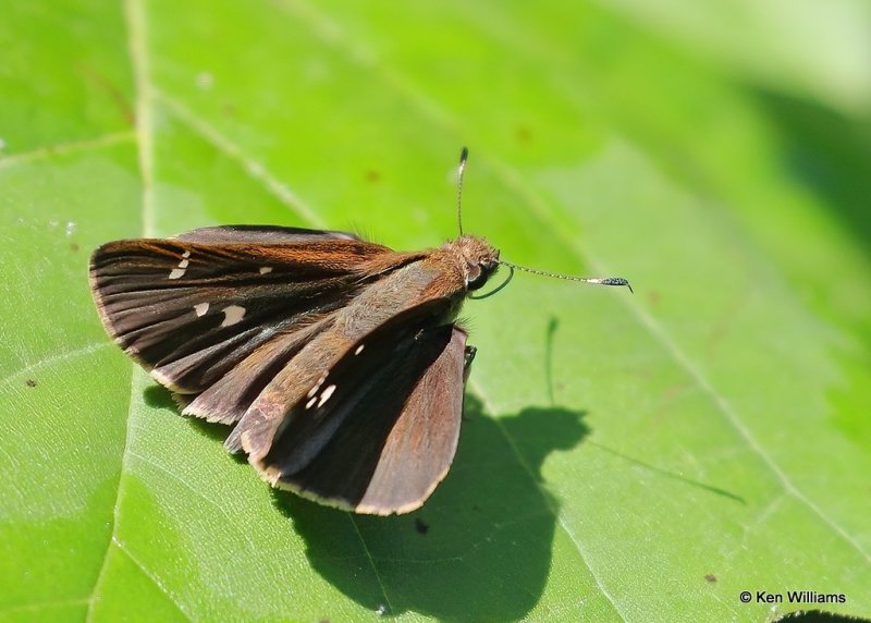 Clouded Skipper, Cherokee County, OK, 9-4-20, Jps_60727.jpg