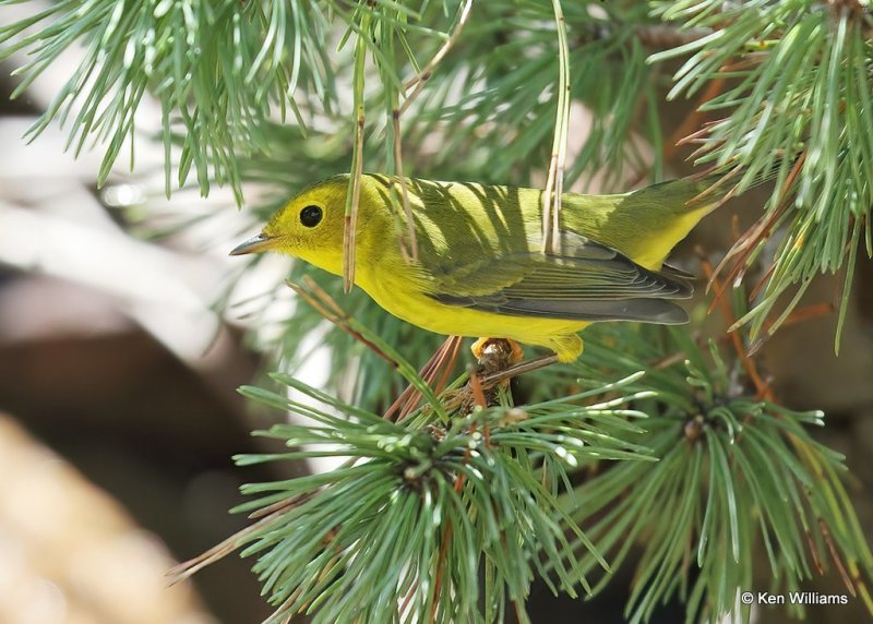 Wilson's Warbler female, Rogers Co yard, OK, 9-5-20, Jps_61090.jpg