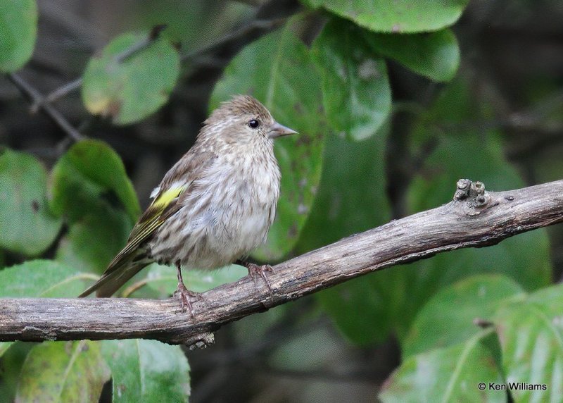 Pine Siskin, Rogers Co yard, OK, 9-11-20, Jps_61161.jpg