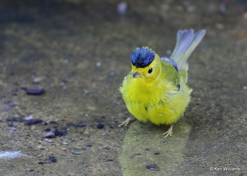 Wilson's Warbler male, Rogers Co yard, OK, 9-8-20, Jps_61140.jpg