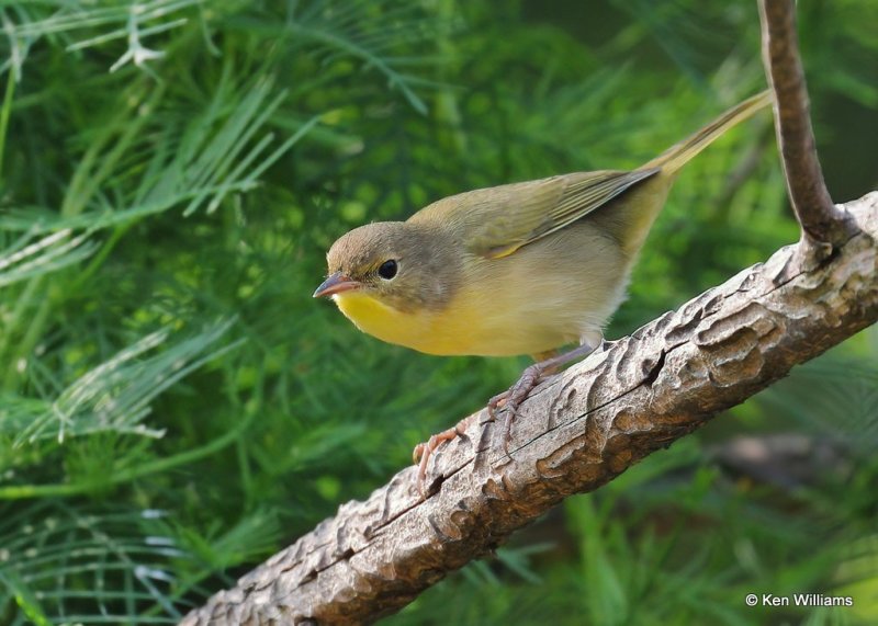 Common Yellowthroat juvenile male, Rogers Co yard, OK, 9-19-20, Jps_61687.jpg