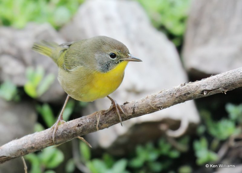 Common Yellowthroat juvenile male, Rogers Co yard, OK, 9-19-20, Jps_61635.jpg