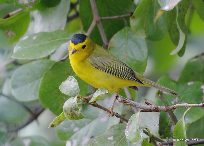 Wilson's Warbler male, Rogers Co yard, OK, 9-18-20, Jps_61465.jpg