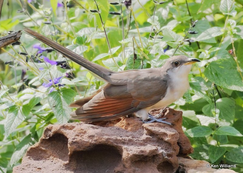 Yellow-billed Cuckoo, Rogers Co yard, OK, 9-17-20, Jps_61412.jpg