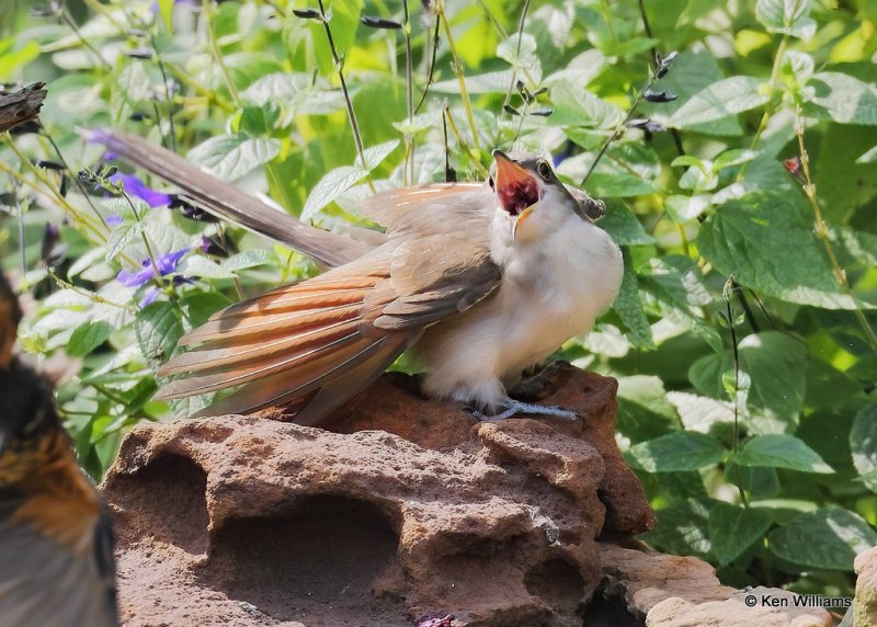 Yellow-billed Cuckoo, Rogers Co yard, OK, 9-17-20, Jps_61416.jpg