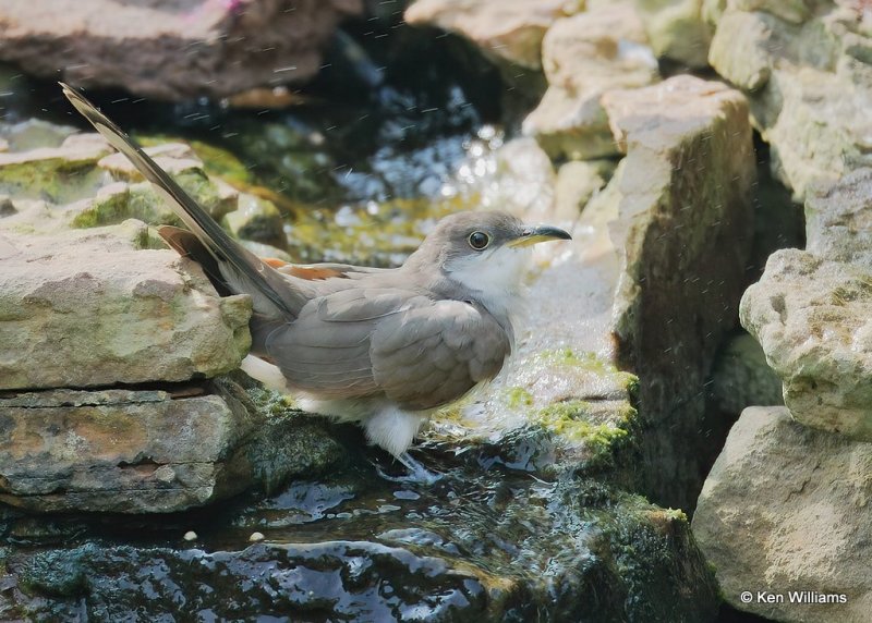 Yellow-billed Cuckoo, Rogers Co yard, OK, 9-17-20, Jps_61427.jpg