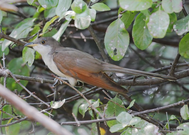 Yellow-billed Cuckoo, Rogers Co yard, OK, 9-19-20, Jps_61752.jpg