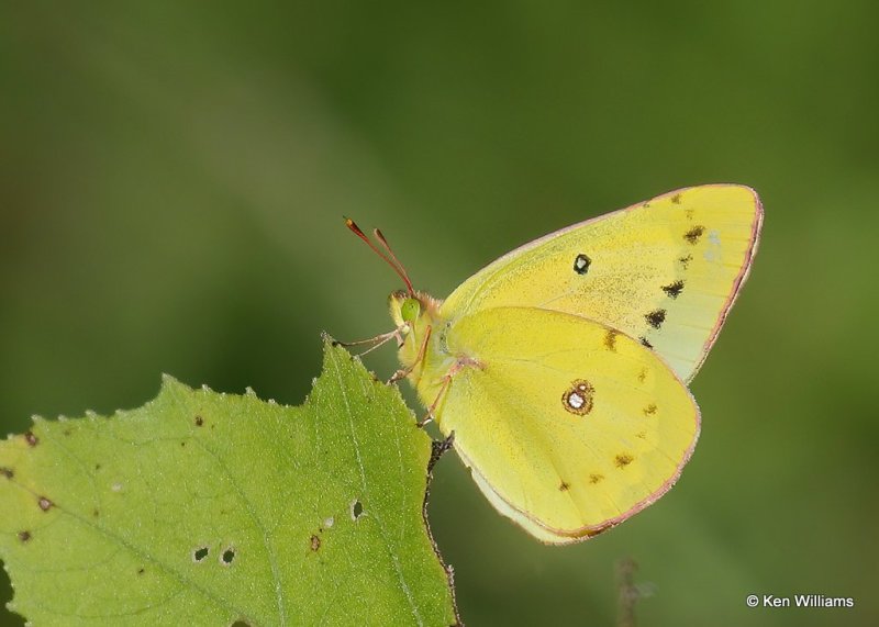 Clouded Sulphur, Oologah Lake, Rogers Co, OK, 9-29-20, Jpa_61943.jpg