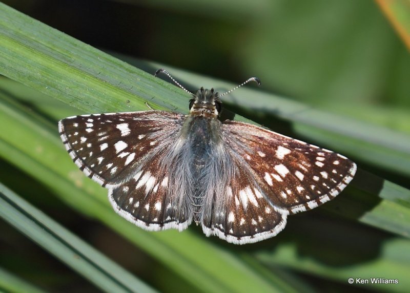 Common Checkered Skipper, Oologah Lake, Rogers Co, OK, 9-29-20, Jpa_61980.jpg