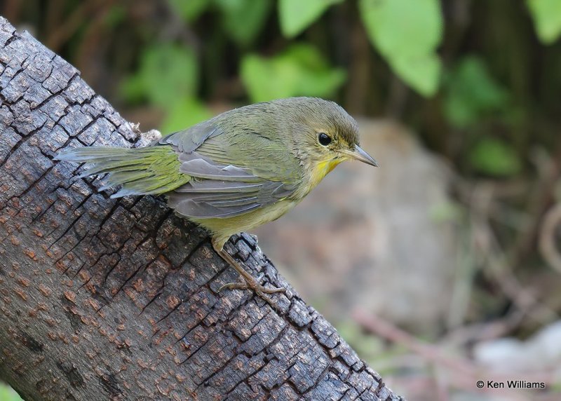 Common Yellowthroat female, Rogers Co yard, OK, 9-21-20, Jps_61824.jpg