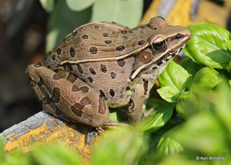 Leopard Frog, Rogers Co yard, OK, 9-20-20, Jpa_61808.jpg
