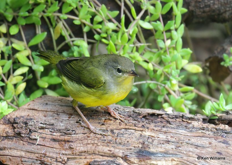 Mourning Warbler 1st winter, Rogers Co yard, OK, 8-28-20, Jps_61883.jpg