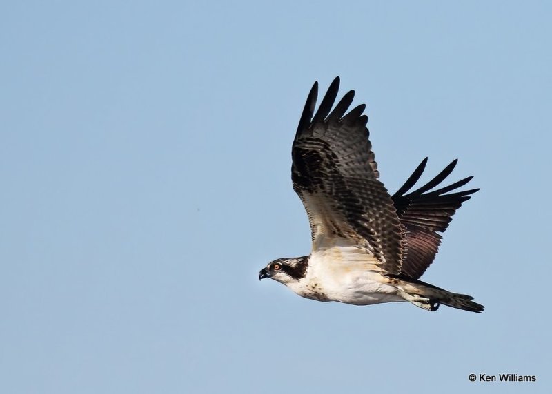 Osprey, Oologah Lake, Rogers Co, OK, 9-29-20, Jps_61900.jpg