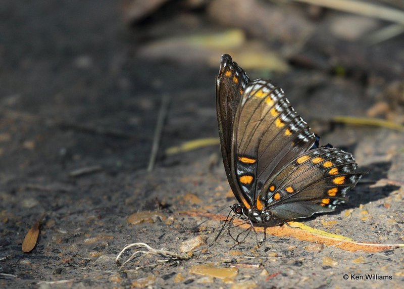 Red-spotted Purple, Oologah Lake, Rogers Co, OK, 9-29-20, Jpa_61954.jpg