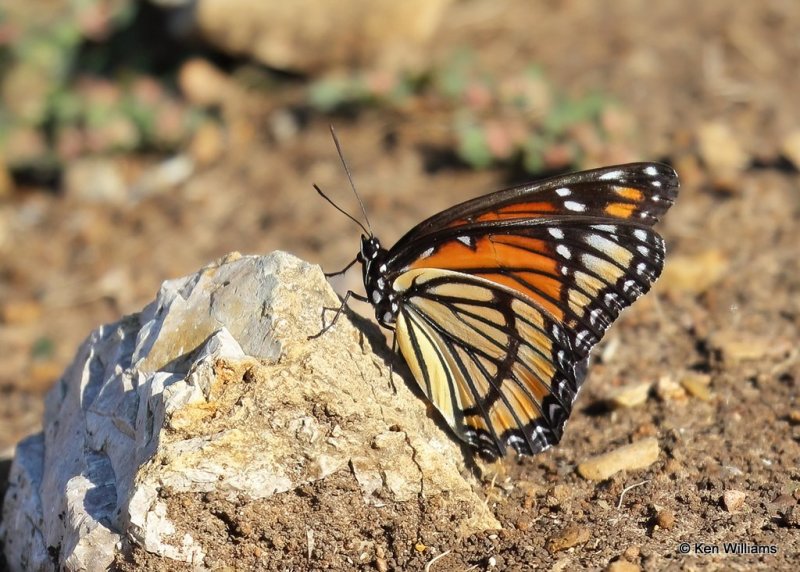 Viceroy, Oologah Lake, Rogers Co, OK, 9-29-20, Jpa_61935.jpg