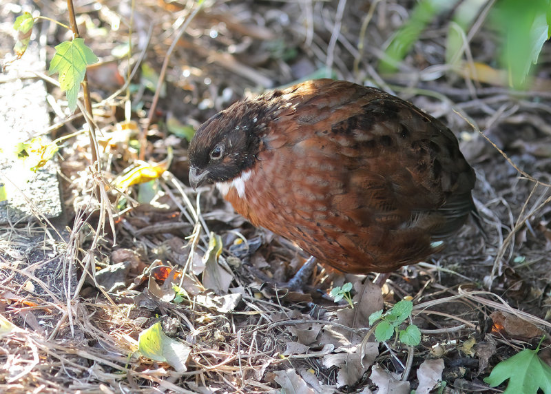 Bobwhite Quail,Tennessee Red Quail variety, Rogers Co yard, OK, 9-30-20, Jps_62416.jpg