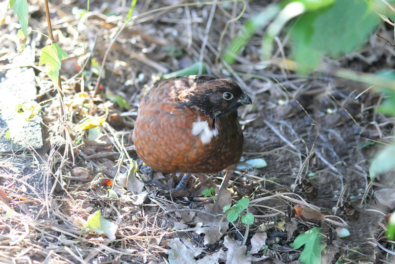 Bobwhite Quail,Tennessee Red Quail variety, Rogers Co yard, OK, 9-30-20, Jps_62421.jpg