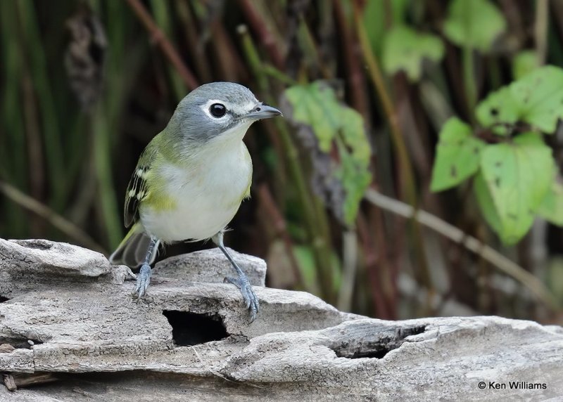 Blue-headed Vireo, Rogers Co yard, OK, 10-3-20, Jps_62667.jpg