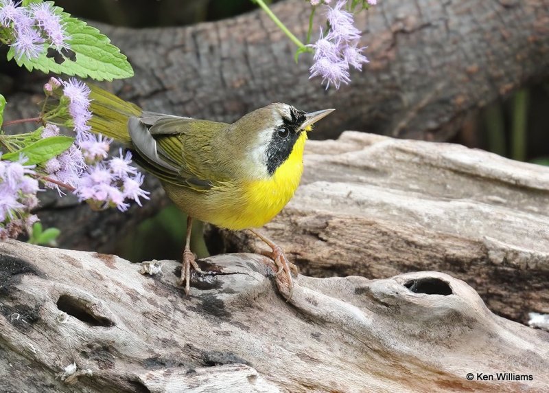 Common Yellowthroat male, Rogers Co yard, OK, 10-3-20, Jps_62691.jpg