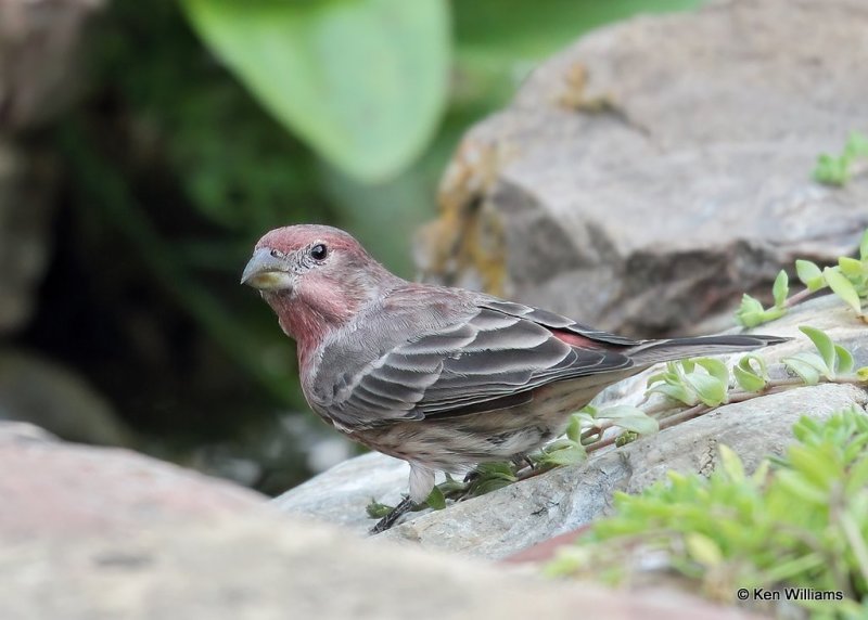 House Finch male, Rogers Co yard, OK, 10-3-20, Jps_62727.jpg